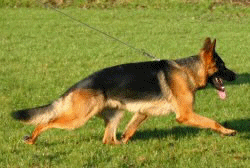 calebloopani