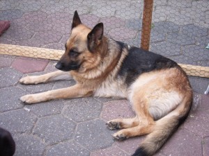 pumba02