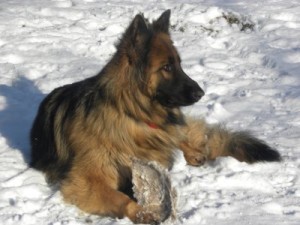 enzi-29 jan 2010 052
