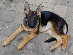 Xira von Jabora