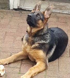 Xaro von Jabora